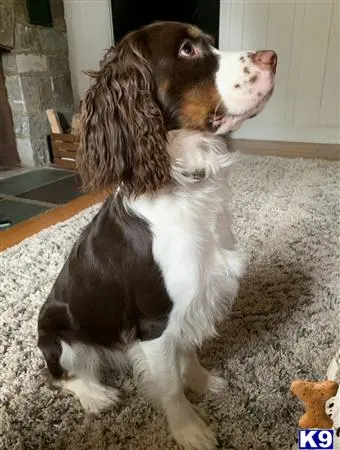 English Springer Spaniel stud dog